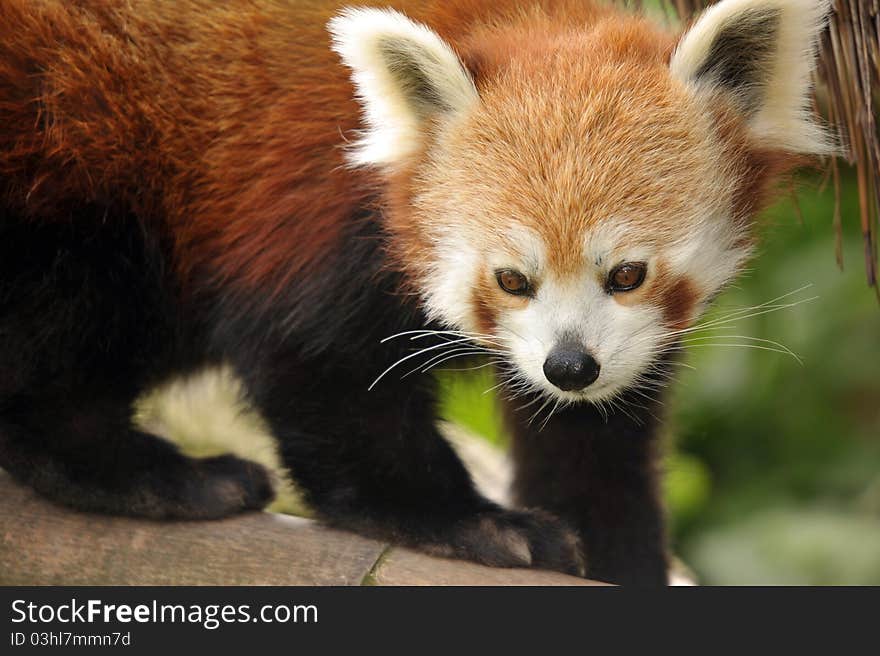 A photo of the beautiful rare and endangered Red Panda. A photo of the beautiful rare and endangered Red Panda