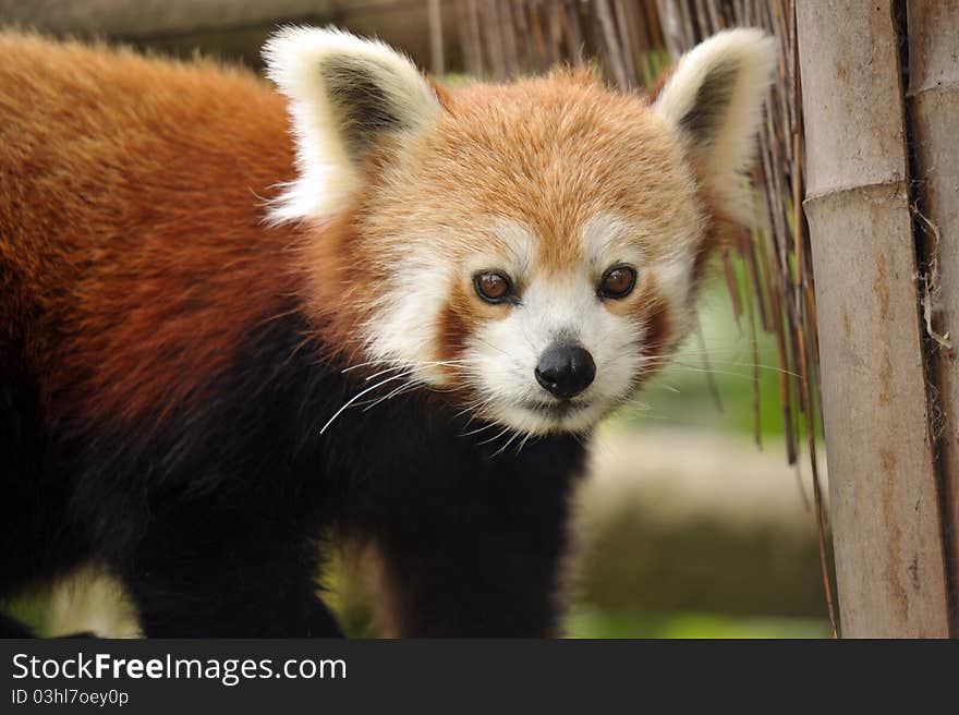 A photo of the beautiful rare and endangered Red Panda. A photo of the beautiful rare and endangered Red Panda