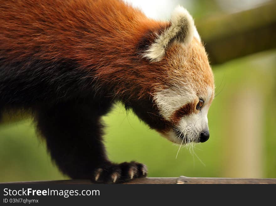 A photo of the beautiful rare and endangered Red Panda. A photo of the beautiful rare and endangered Red Panda