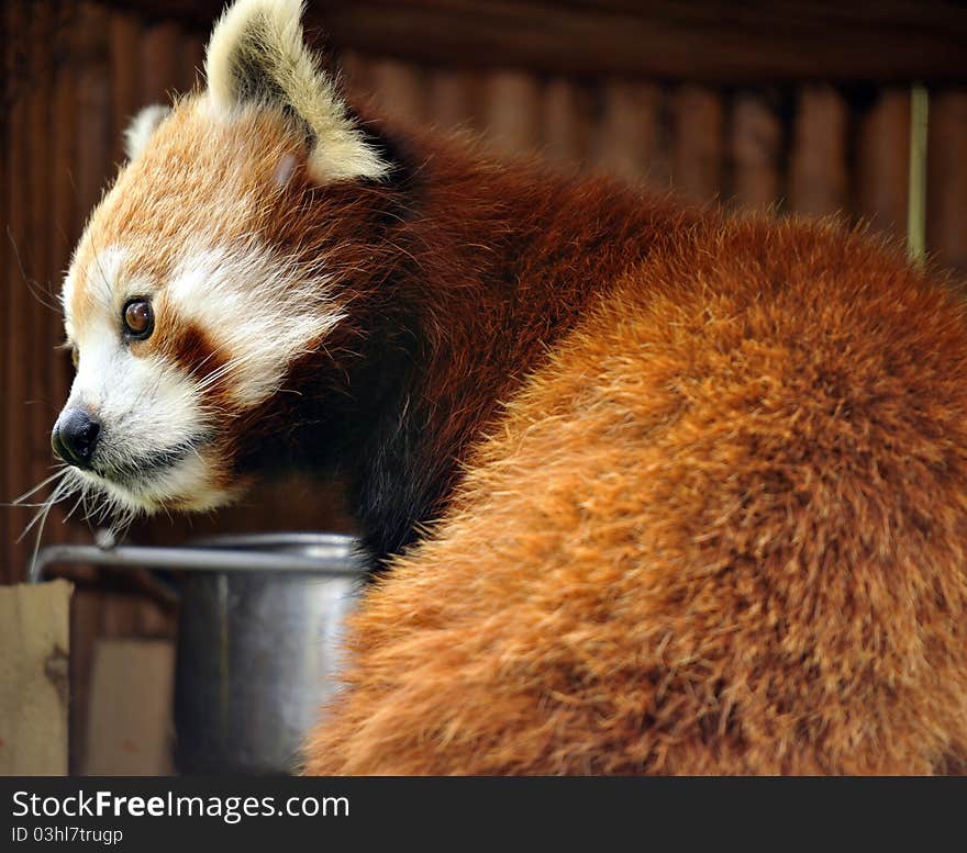 Beautiful Red Panda