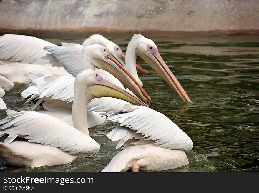 Photo of a group of pelicans at feeding time