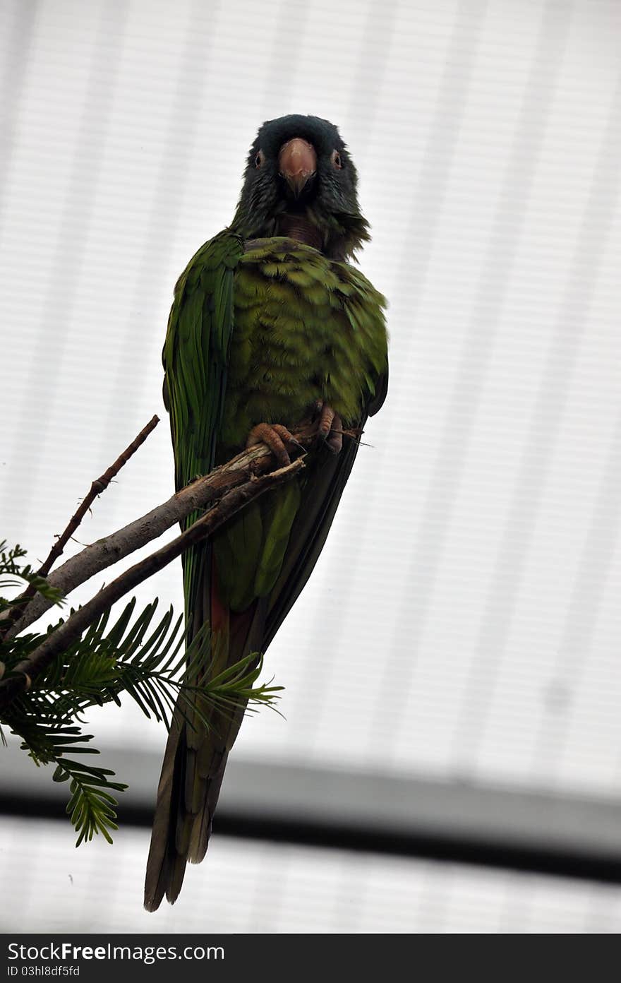 Photo of a captive exotic parrot type bird