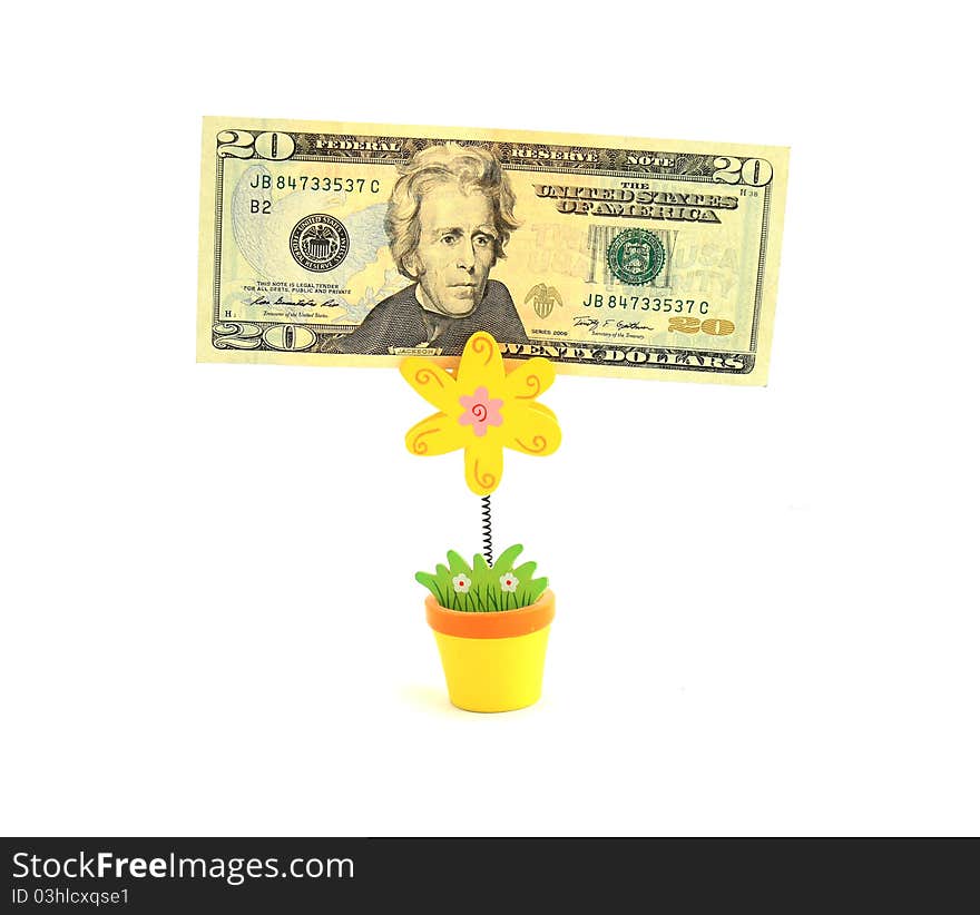 Money tree,   Isolated on white.