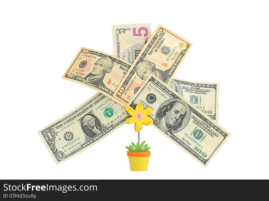 Money Tree,   Isolated On White.