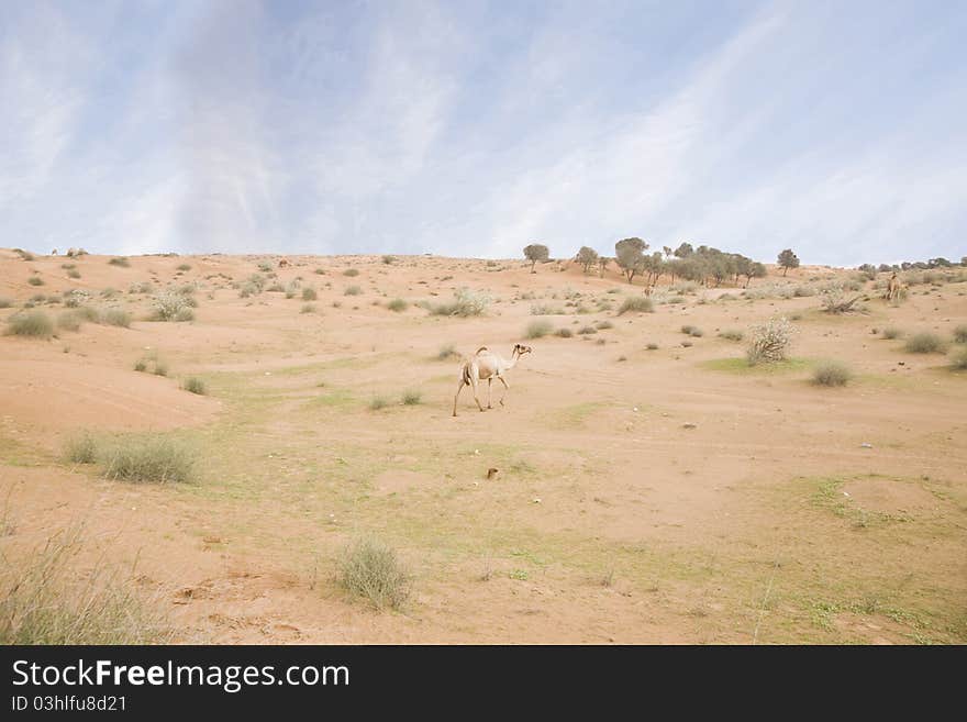 Lonely camel moving in the desert. Lonely camel moving in the desert