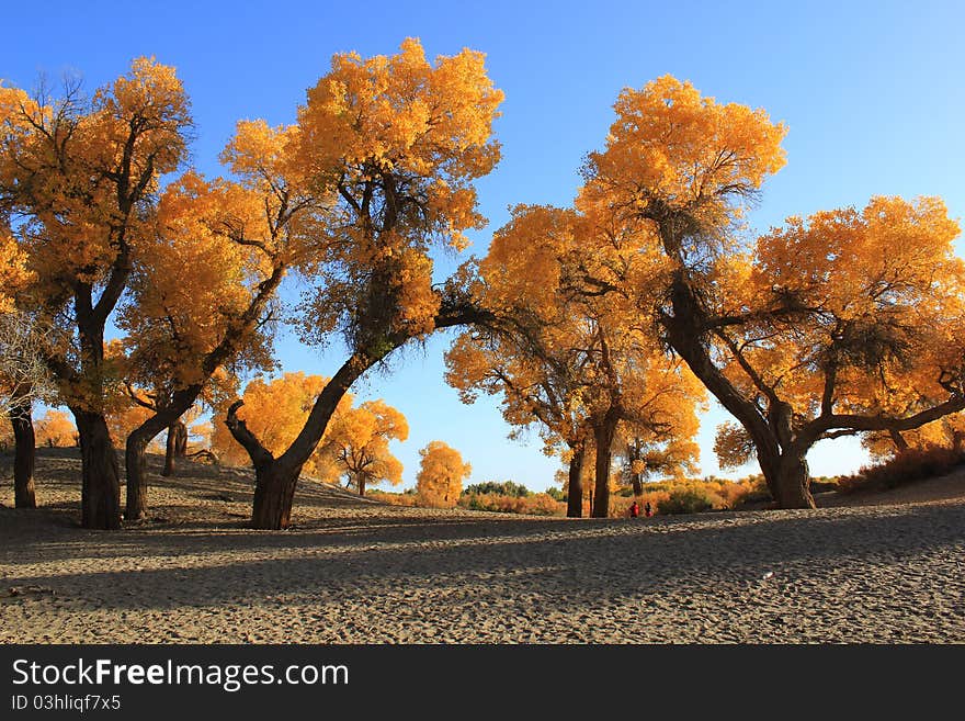 Poplars forest