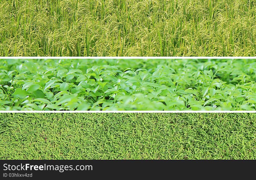 Green leaves background