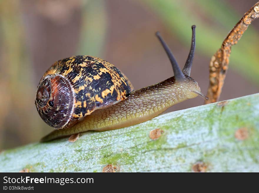 Brown snail