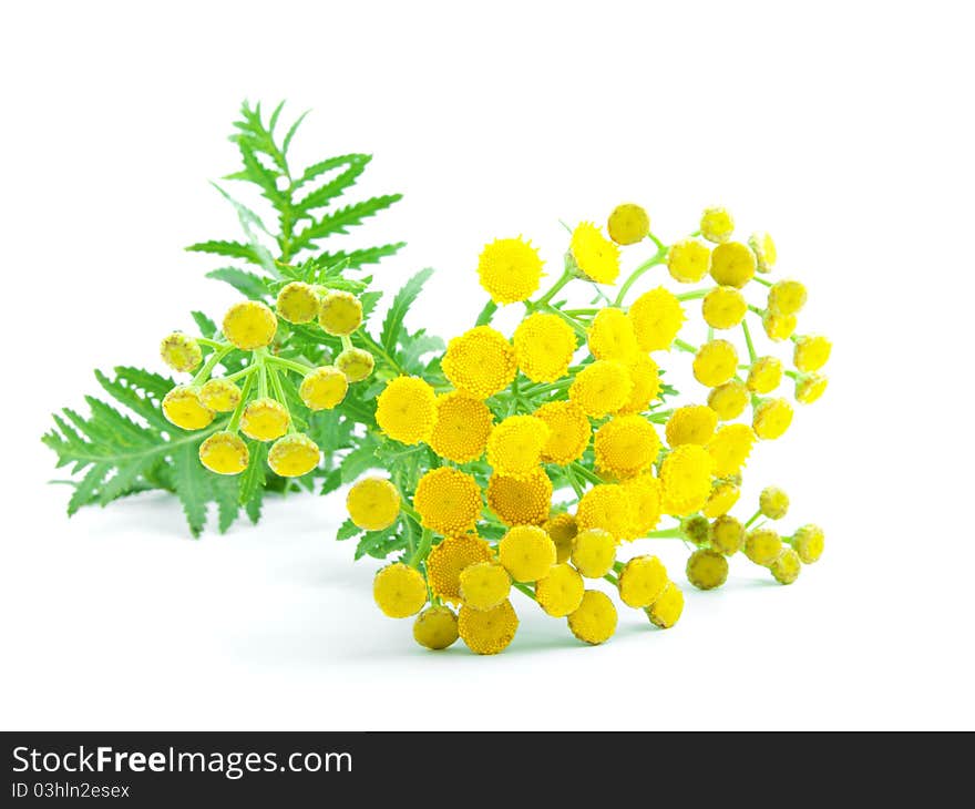 Flowers of tansy, isolated on a white background. Tanacetum