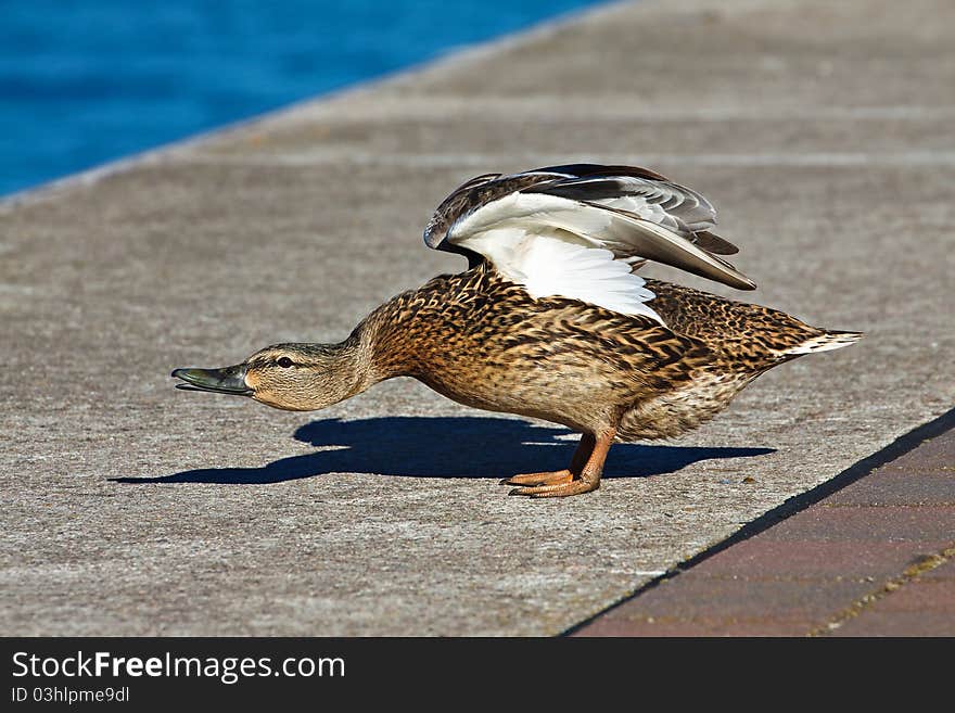 A duck at the quayside.