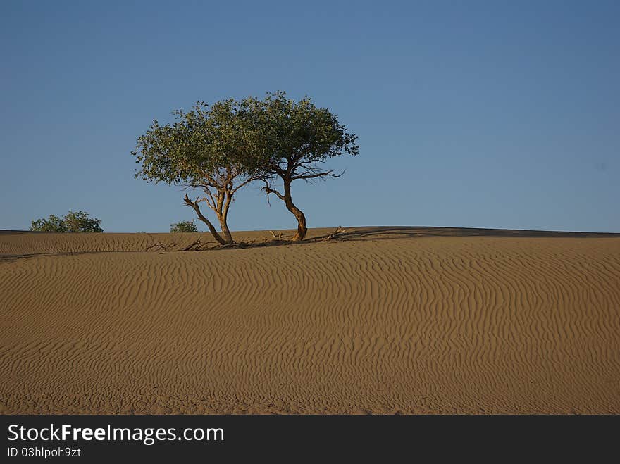 Trees in desert