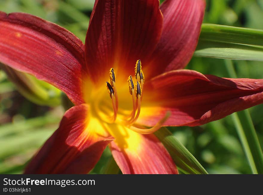 Asiatic lily