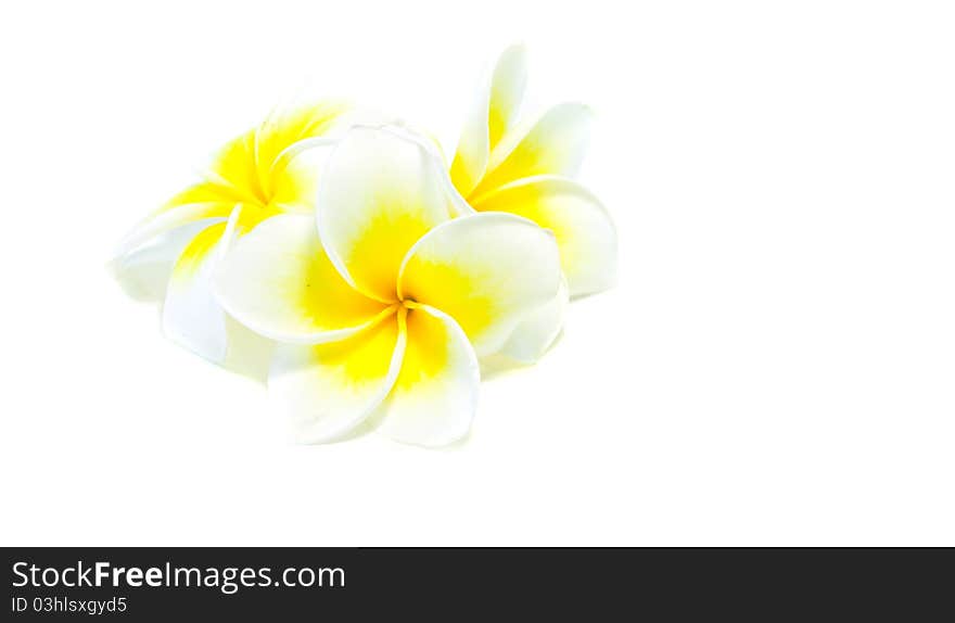 Frangipani On White Background .