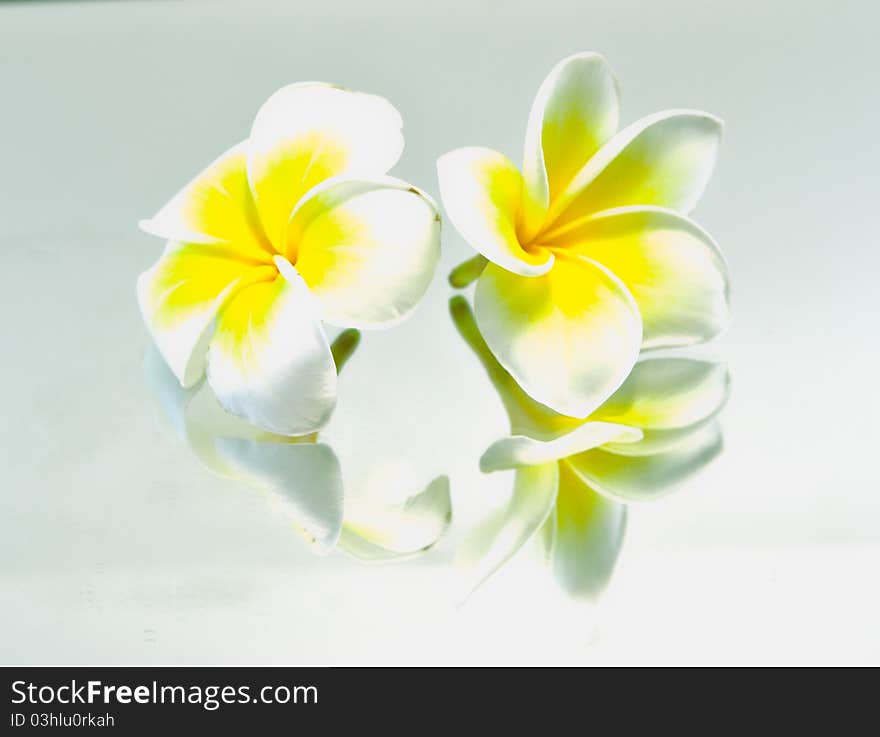 Frangipani on white background . an originate flower in asia.