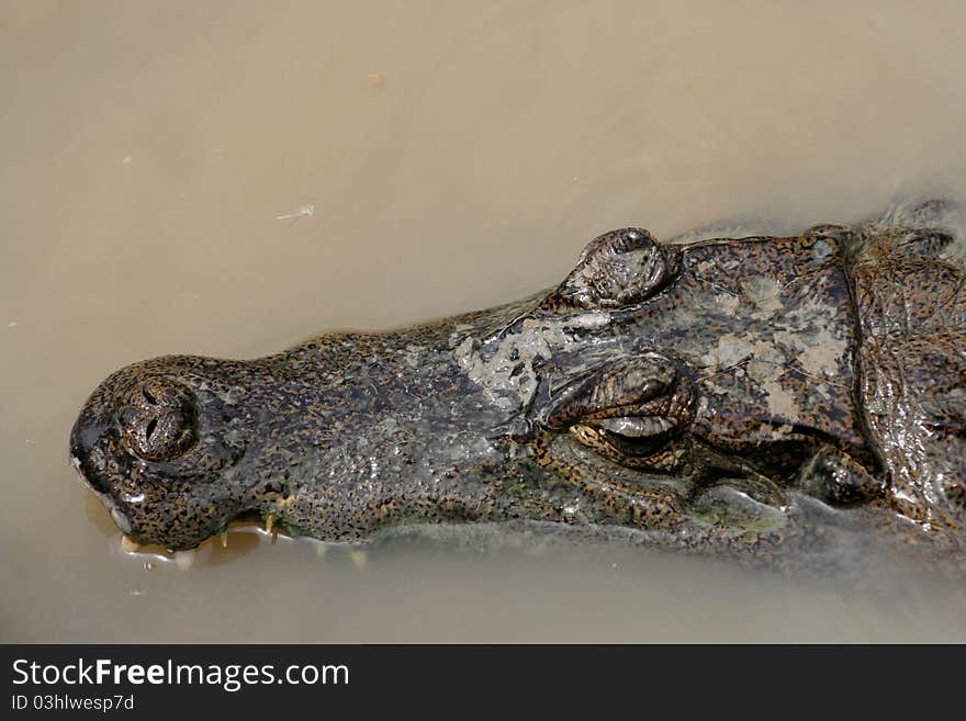 Caiman crocodile resting in a pond, Peru, South America. Caiman crocodile resting in a pond, Peru, South America