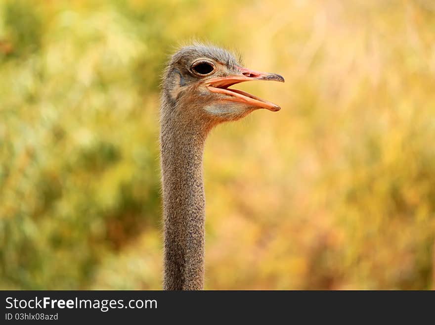 Ostrich