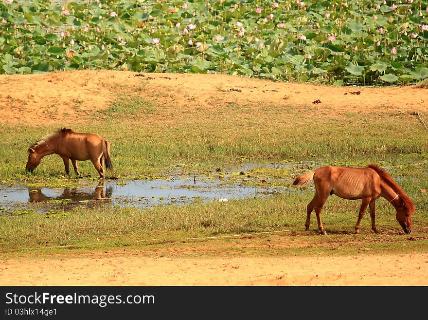 Photo of a horses on meadow