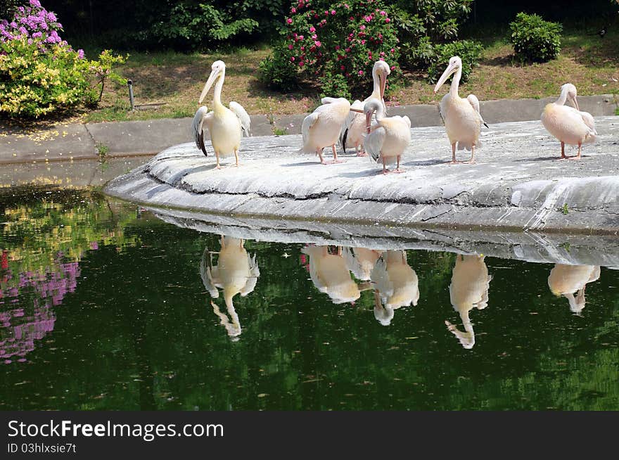 Pelicans