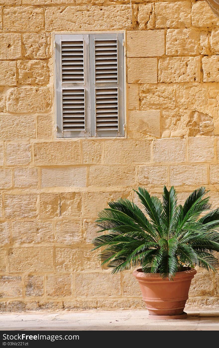 Flower pot at the yellow wall background