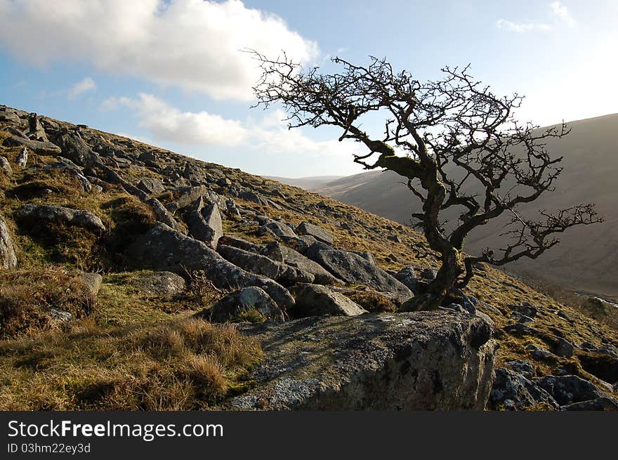 A sole tree on the wilderness of Dartmoor in England. A sole tree on the wilderness of Dartmoor in England