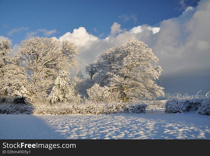 Hoare frost on trees at Monkleigh Torrington Devon England