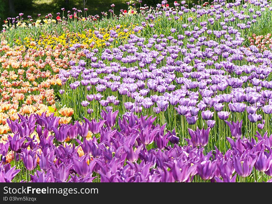 Flowerbed with violet spring tulips. Flowerbed with violet spring tulips