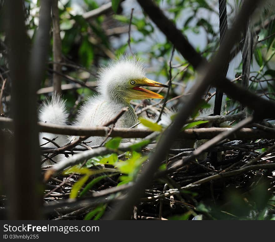 Perky Egret Chick