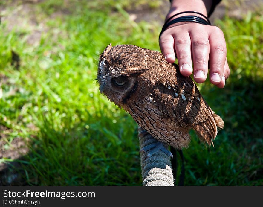 Children's hand stroked the little owlet sitting on a wooden support . Children's hand stroked the little owlet sitting on a wooden support .