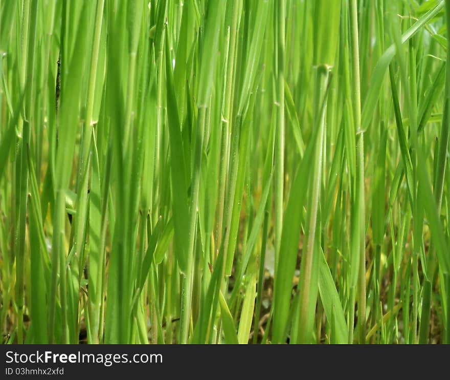 Wall from stalks of green grass. Wall from stalks of green grass