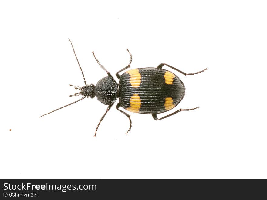 A Carabidae on a white background.Dischissus japonicus Andrewes,1933