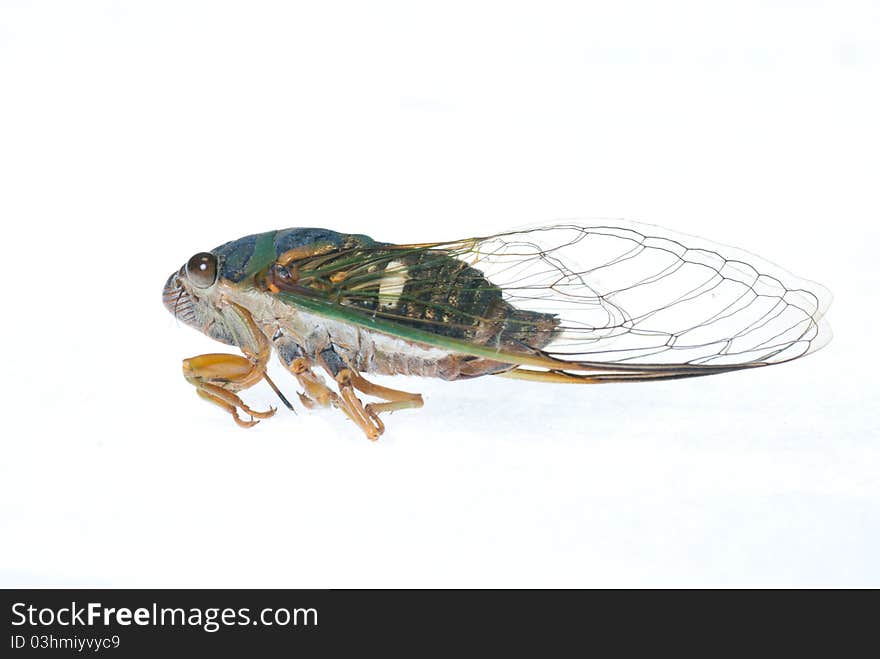 A cicada on a white background