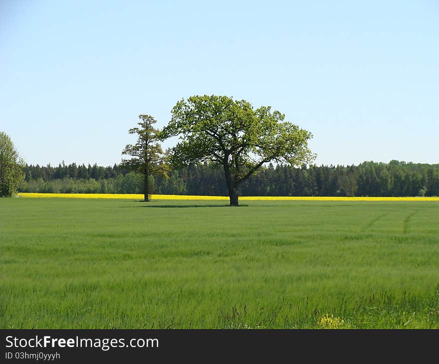 Spring Field