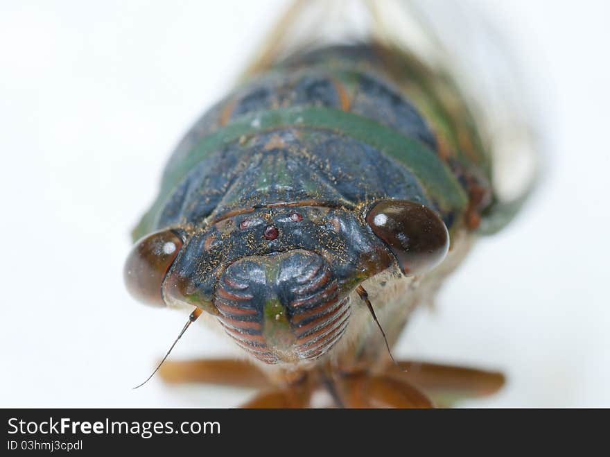 The head of cicada on a white background