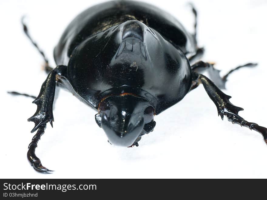 A head of Allomyiina dichotoma on a white background