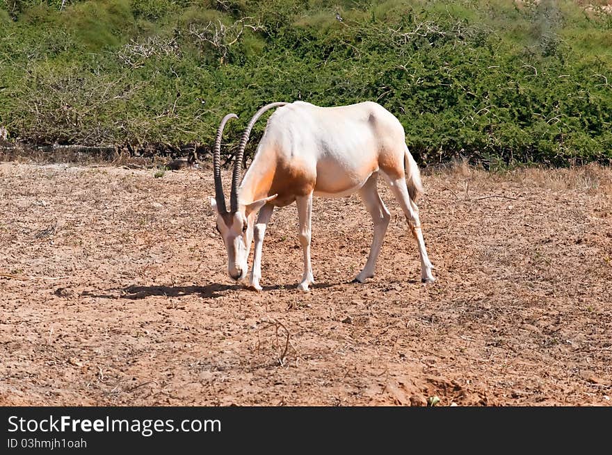 Antelope .