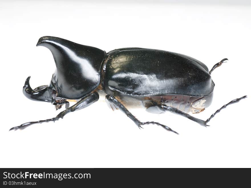 A Allomyiina dichotoma on a white background