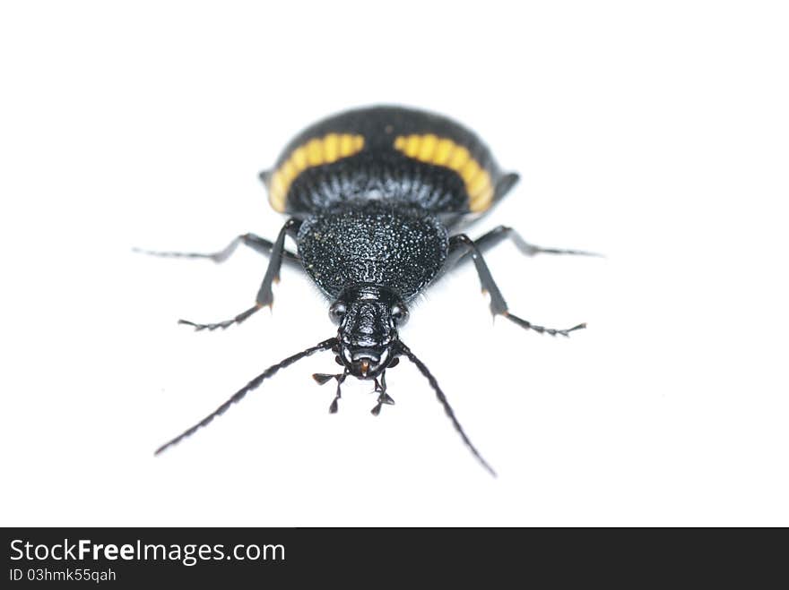 A Carabidae on a white background.Dischissus japonicus Andrewes,1933