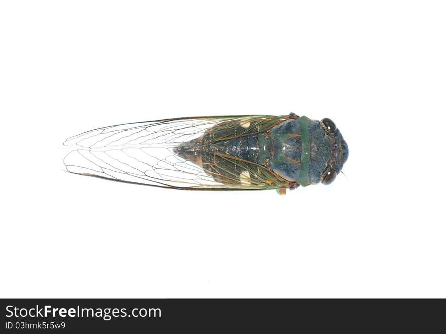 Cicada