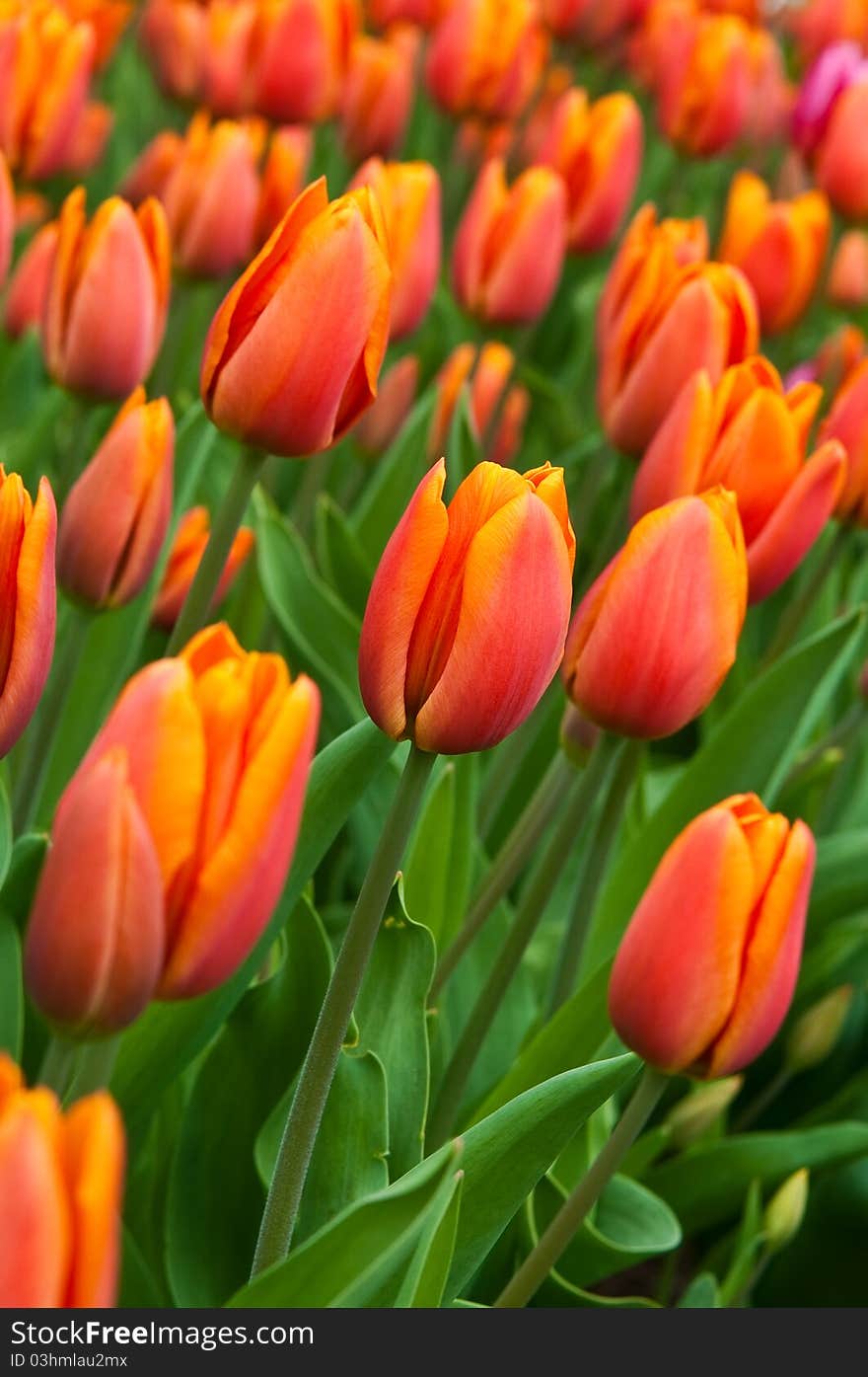 Field full of red-orange tulips in bloom . Field full of red-orange tulips in bloom .