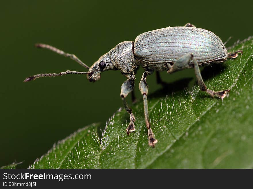 The green bug (Sphenophorus striatopunctatus) with short fibers sits on green sheet. Macro. The green bug (Sphenophorus striatopunctatus) with short fibers sits on green sheet. Macro