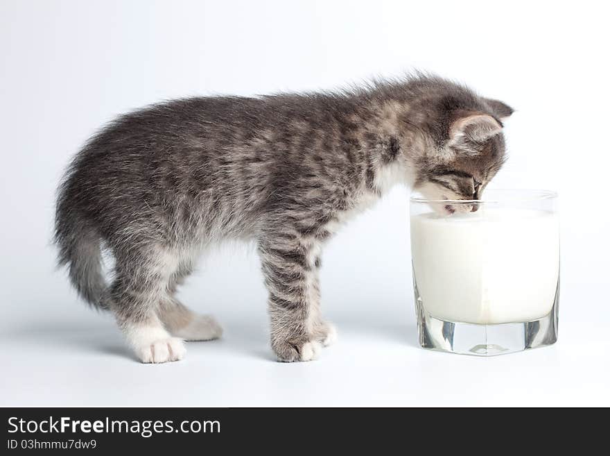 Gray Kitten Drinking Milk From A Cup