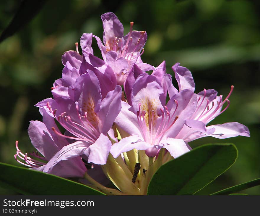 Purple rhododendron on greenish background.