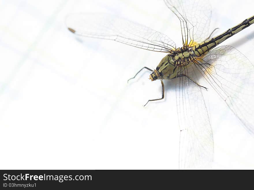 Dragonfly and white color background. Dragonfly and white color background