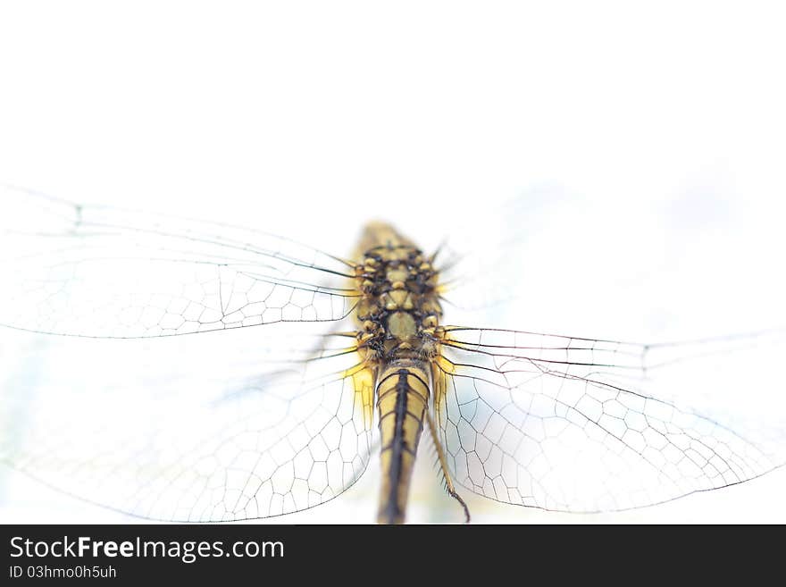 Dragonfly and white color background. Dragonfly and white color background