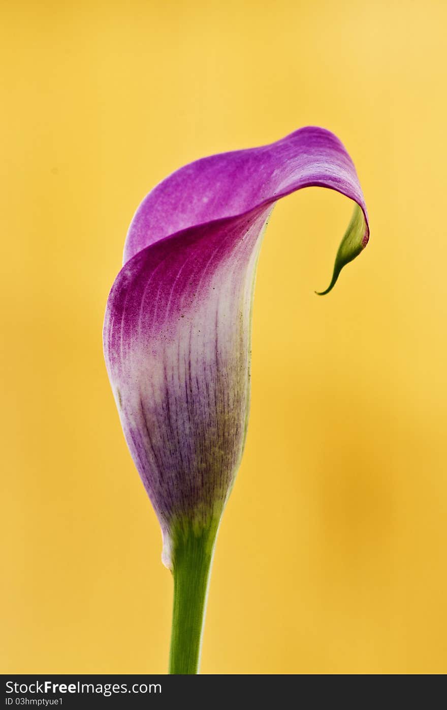 Beautiful calla lily in yellow background with amazing colors