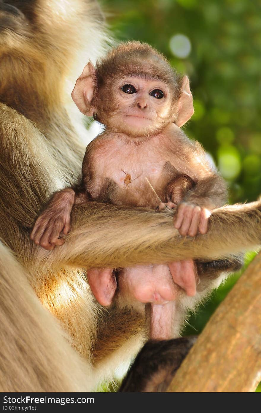 Cute Langur baby playing on its mother's arms. Cute Langur baby playing on its mother's arms