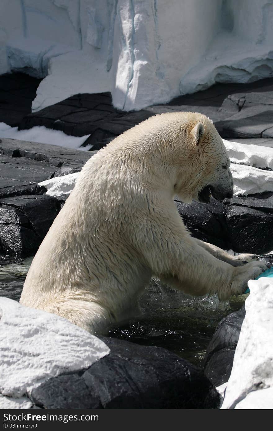 Stock image of polar bear