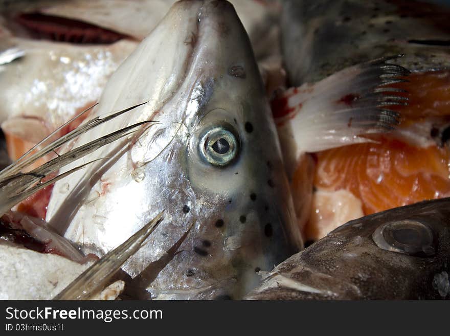 Image of a salmon head.