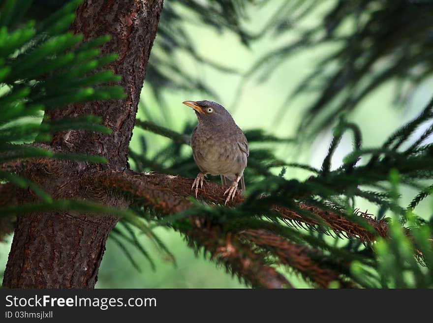 The Yellow-billed Babbler or White-headed Babbler (Turdoides affinis) is an Old World babbler endemic to southern India and Sri Lanka. The Yellow-billed Babbler is a common resident breeding bird in Sri Lanka and southern India. Its habitat is scrub, cultivation and garden land. This species, like most babblers, is not migratory, and has short rounded wings and a weak flight and is usually seen calling and foraging in groups. It is often mistaken for the Jungle Babbler, whose range overlaps in parts of southern India, although it has a distinctive call and tends to be found in more vegetated habitats