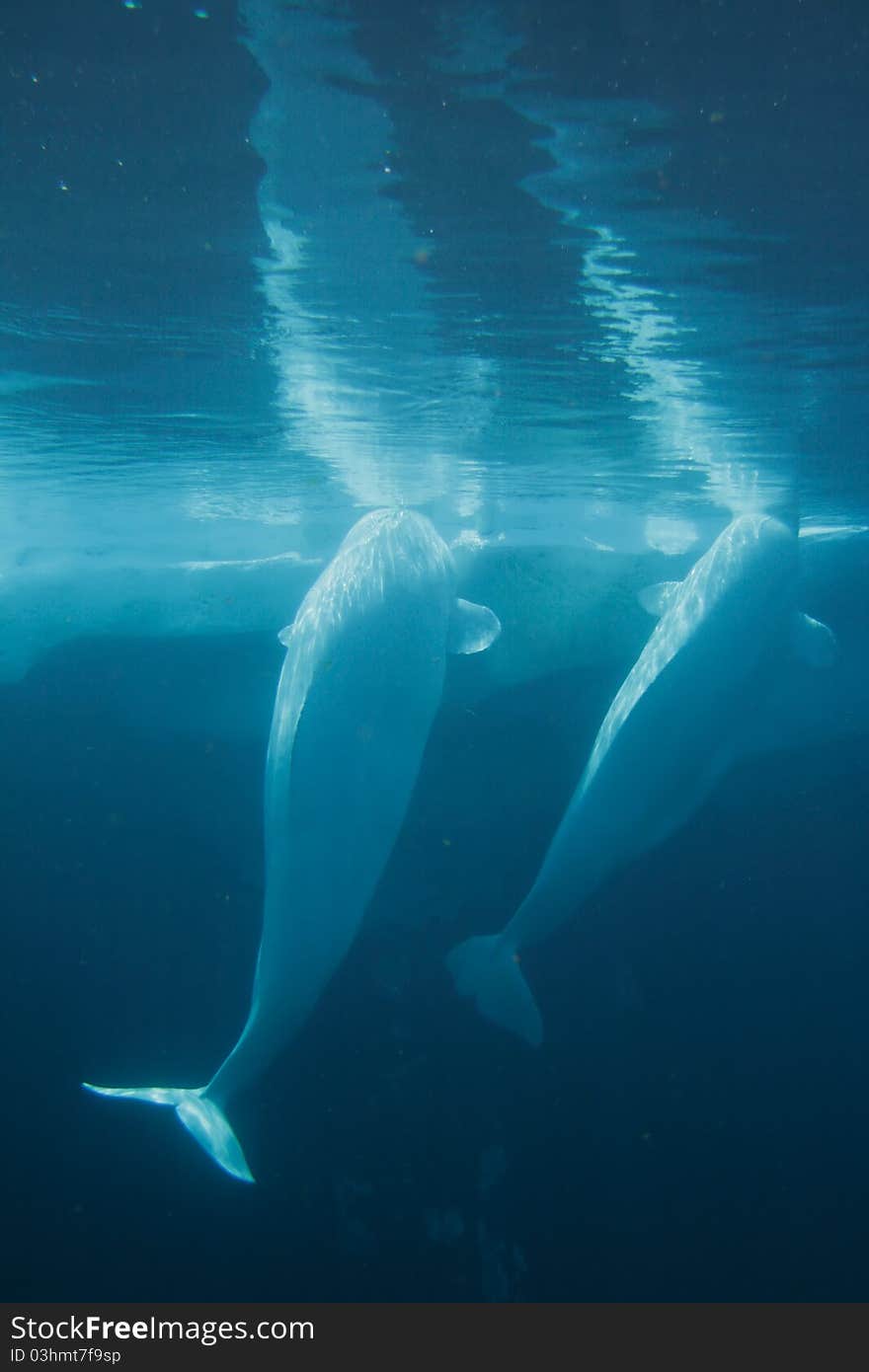 White Beluga Whale